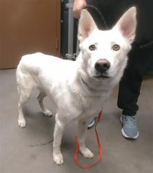 Shelter Stray Male Dog last seen WINTERSBURG RD AND WILLETTA ST, 2500 S 27th Ave, Phoenix, AZ 85009, USA