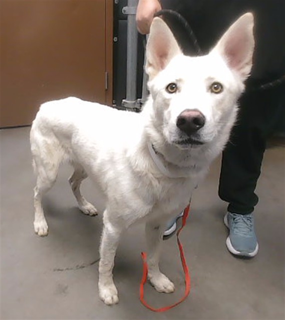 Shelter Stray Male Dog last seen WINTERSBURG RD AND WILLETTA ST, 2500 S 27th Ave, Phoenix, AZ 85009, USA