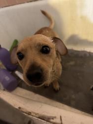 Reunited Male Dog last seen South La Brea and Manchester, Inglewood, CA 90301