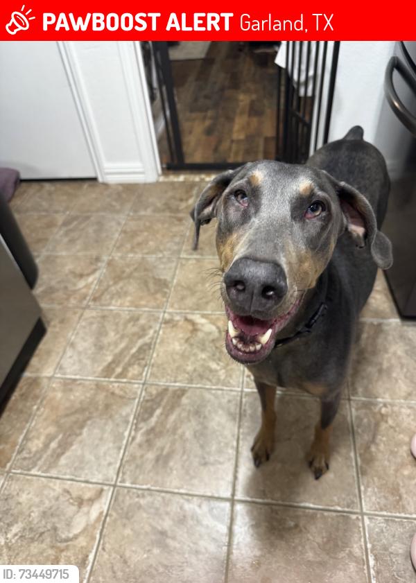 Lost Female Dog last seen W Schreiber and Idelwood, Garland, TX 75040