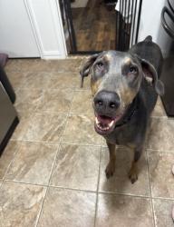 Lost Female Dog last seen W Schreiber and Idelwood, Garland, TX 75040
