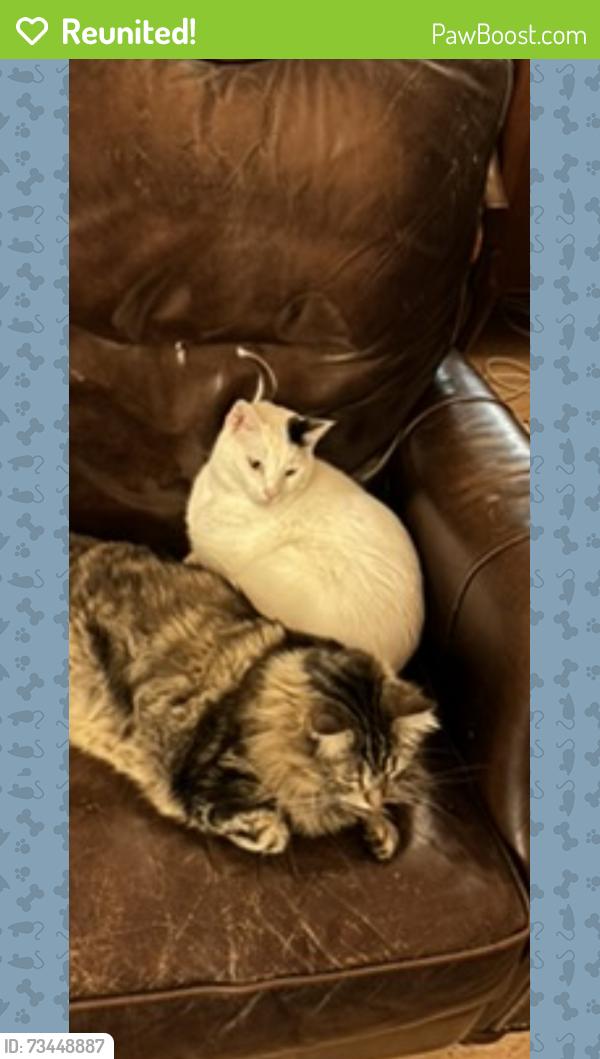 Reunited Male Cat last seen Winchester and Granville, Chicago, IL 60660