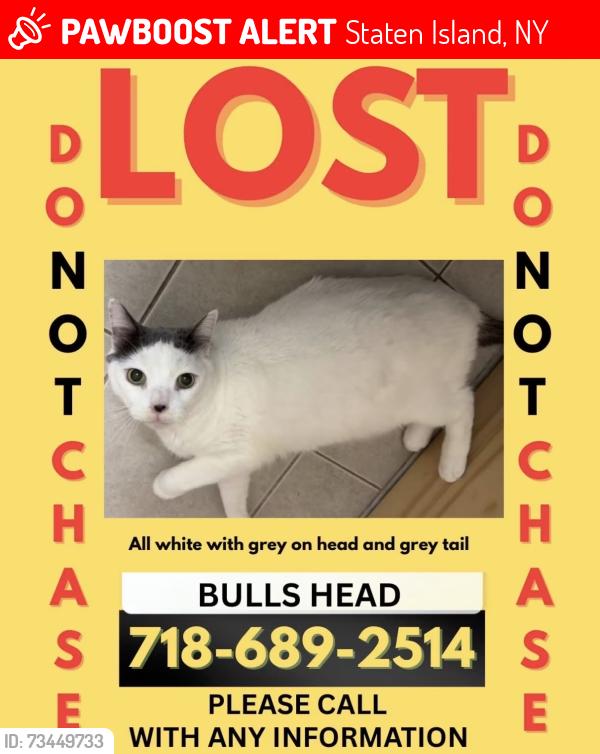 Lost Male Cat last seen Arlene st and Commerce, Staten Island, NY 10314