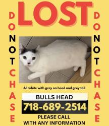 Lost Male Cat last seen Arlene st and Commerce, Staten Island, NY 10314