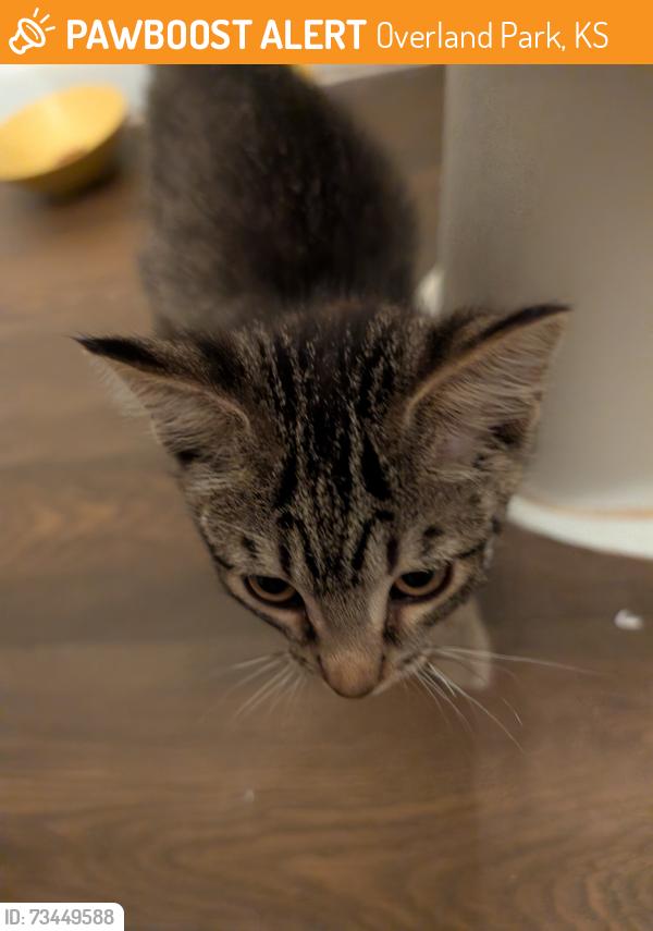 Found/Stray Unknown Cat last seen 86th and Farley, Overland Park, KS 66212
