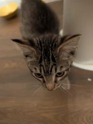 Found/Stray Unknown Cat last seen 86th and Farley, Overland Park, KS 66212