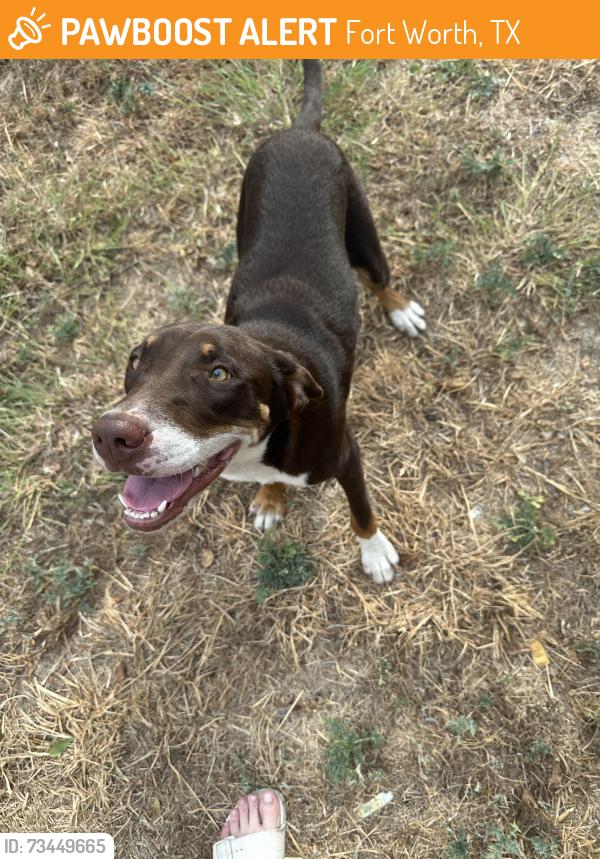 Found/Stray Female Dog last seen James Avenue and McCart Street, Fort Worth, TX 76115