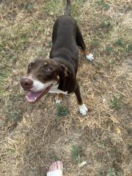 Found/Stray Female Dog last seen James Avenue and McCart Street, Fort Worth, TX 76115