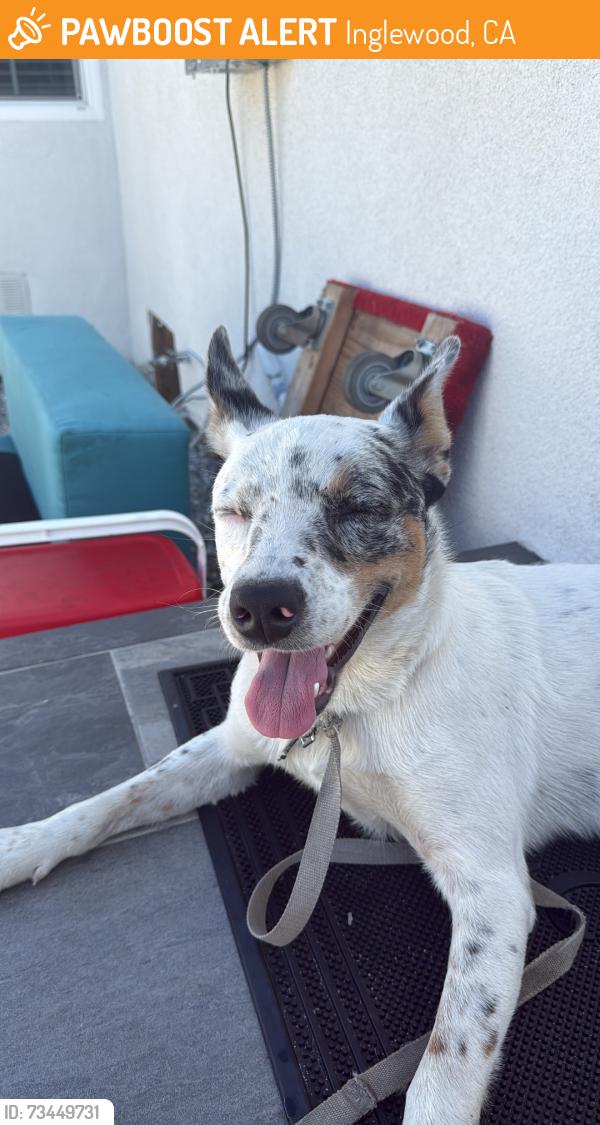 Found/Stray Male Dog last seen Manchester and van ness ave, Inglewood, CA 90305