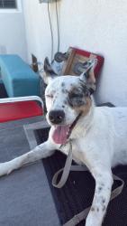 Found/Stray Male Dog last seen Manchester and van ness ave, Inglewood, CA 90305