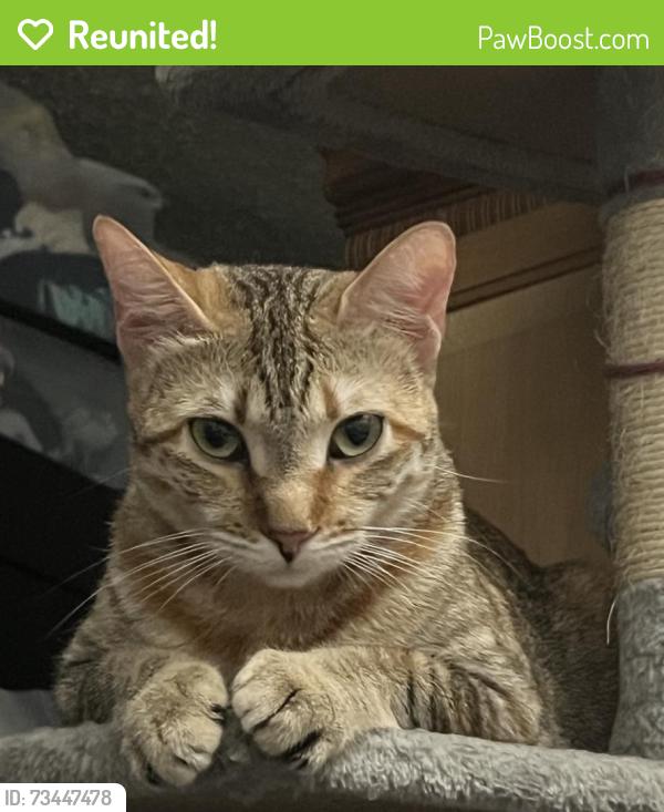 Reunited Female Cat last seen Whittier, CA 90605, Whittier, CA 90605