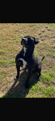 Lost Male Dog last seen Near Redbud Ln Pipe Creek, TX 78063 United States, Pipe Creek, TX 78063