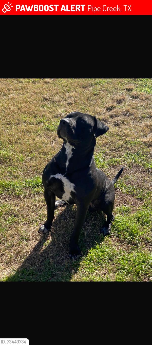 Lost Male Dog last seen Near Redbud Ln Pipe Creek, TX 78063 United States, Pipe Creek, TX 78063
