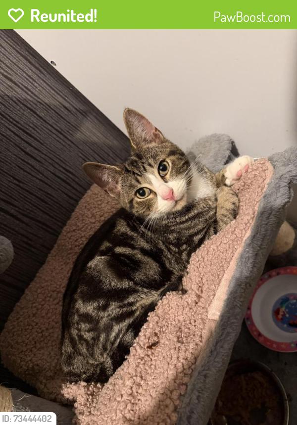 Reunited Male Cat last seen Wythenshawe M22 - Crossacres, Wythenshawe, England 