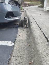 Found/Stray Unknown Cat last seen Krefeld Dr and independence blvd, Charlotte, NC 28227