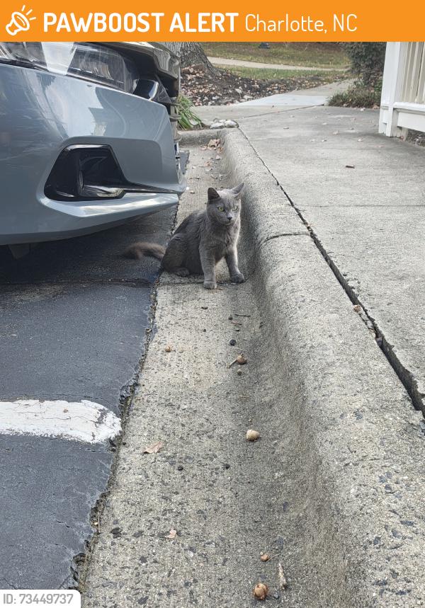 Found/Stray Unknown Cat last seen Krefeld Dr and independence blvd, Charlotte, NC 28227