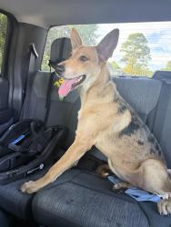 Found/Stray Female Dog last seen 34th and Umbrella, Edgewater, FL 32141