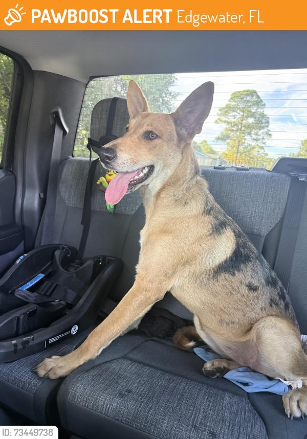Found/Stray Female Dog last seen 34th and Umbrella, Edgewater, FL 32141