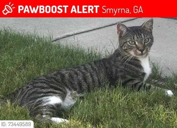 Lost Male Cat last seen Medlin Street, Smyrna, GA 30080
