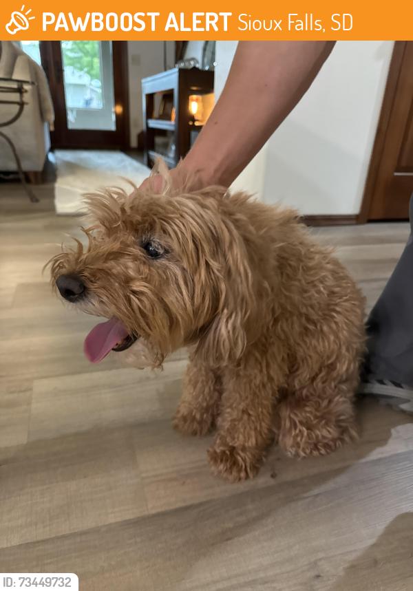 Found/Stray Female Dog last seen E Tranquility Place and s wells ave, Sioux Falls, SD 57108