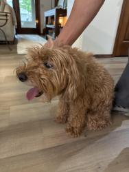 Found/Stray Female Dog last seen E Tranquility Place and s wells ave, Sioux Falls, SD 57108