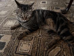 Reunited Male Cat last seen Corner of Indianola and Patterson, Columbus, OH 43202