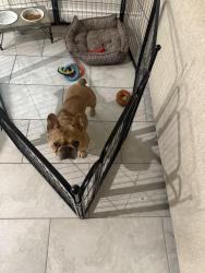 Lost Male Dog last seen Fallbrook, Houston, TX 77064