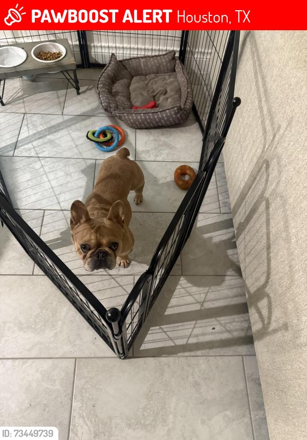 Lost Male Dog last seen Fallbrook, Houston, TX 77064
