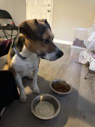 Found/Stray Male Dog last seen Daly road, North College Hill, OH 45239