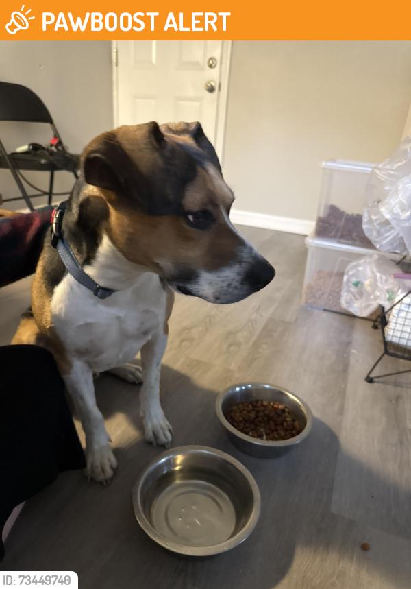 Found/Stray Male Dog last seen Daly road, North College Hill, OH 45239