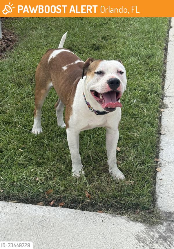 Found/Stray Male Dog last seen New Hampshire St, Orlando, Orlando, FL 32808