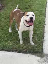 Found/Stray Male Dog last seen New Hampshire St, Orlando, Orlando, FL 32808