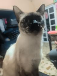 Lost Female Cat last seen Xochititla san andres, Ciudad de México, CDMX 09440