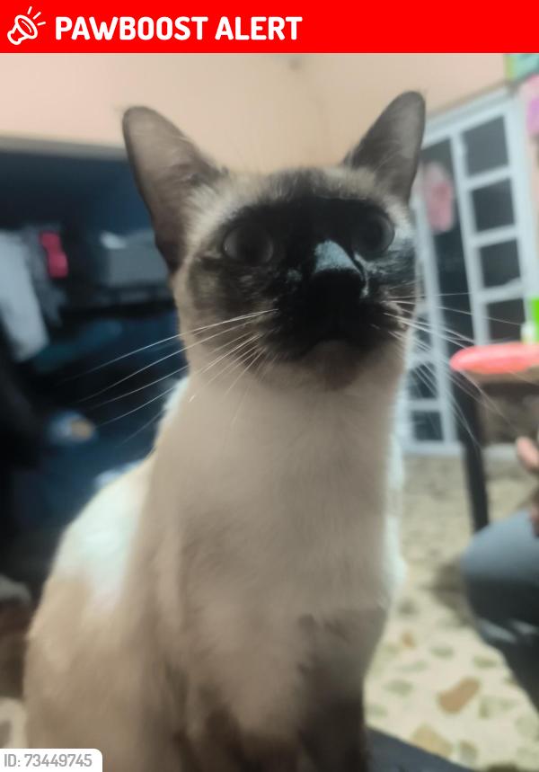 Lost Female Cat last seen Xochititla san andres, Ciudad de México, CDMX 09440