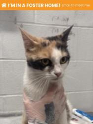 Shelter Stray Female Cat last seen Near S Augusta Ave, 21229, MD, 2490 Giles Rd, Baltimore, MD 21225, USA