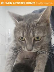 Shelter Stray Female Cat last seen Near S Broadway, 21231, MD, 2490 Giles Rd, Baltimore, MD 21225, USA