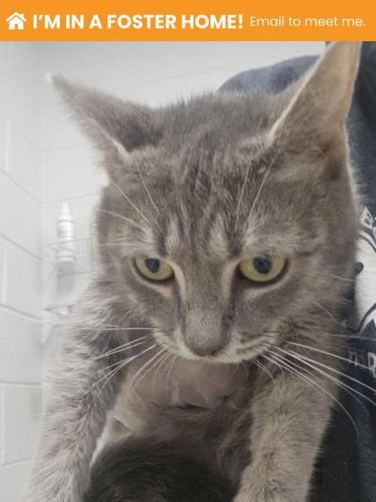 Shelter Stray Female Cat last seen Near S Broadway, 21231, MD, 2490 Giles Rd, Baltimore, MD 21225, USA