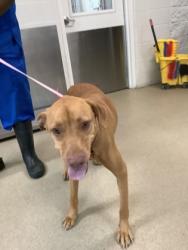 Shelter Stray Female Dog last seen Near RENAISSANCE SQ, Central District, TX, 355 Hillshire Dr, Haslet, TX 76052, USA