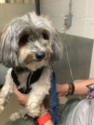 Shelter Stray Male Dog last seen Near Stellar Sea Ln, South District, TX, 355 Hillshire Dr, Haslet, TX 76052, USA