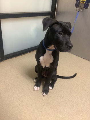 Shelter Stray Male Dog last seen Near Down Hill Dr, East District, TX, 355 Hillshire Dr, Haslet, TX 76052, USA
