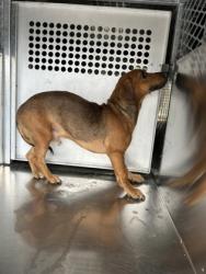 Shelter Stray Male Dog last seen Near Howard St, Central District, TX, 355 Hillshire Dr, Haslet, TX 76052, USA