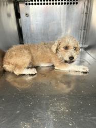 Shelter Stray Female Dog last seen Near Howard St, Central District, TX, 355 Hillshire Dr, Haslet, TX 76052, USA