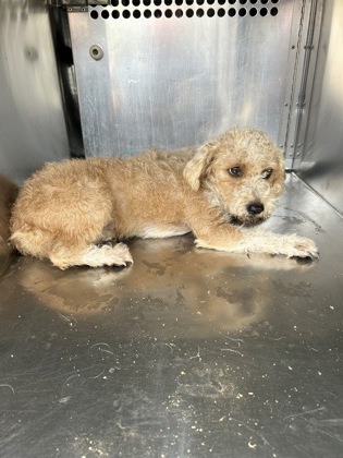 Shelter Stray Female Dog last seen Near Howard St, Central District, TX, 355 Hillshire Dr, Haslet, TX 76052, USA