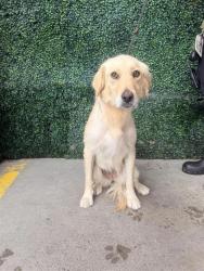 Shelter Stray Female Dog last seen Sanders Avenue and Waverly Drive, CITY of El Paso, TX, 5001 Fred Wilson Ave, El Paso, TX 79906, USA
