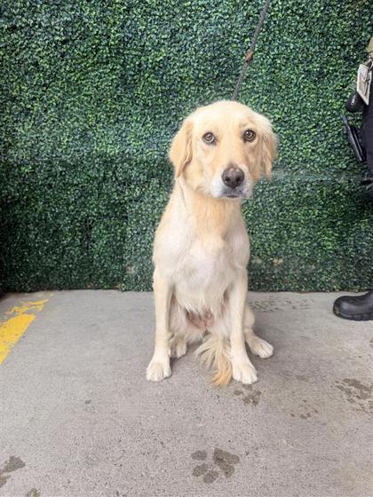 Shelter Stray Female Dog last seen Sanders Avenue and Waverly Drive, CITY of El Paso, TX, 5001 Fred Wilson Ave, El Paso, TX 79906, USA