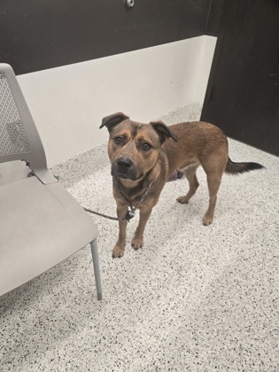 Shelter Stray Male Dog last seen Near Cottage Lane, College Park, GA, 1251 Fulton Industrial Blvd NW, Atlanta, GA 30336, USA
