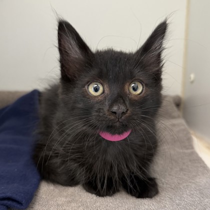 Shelter Stray Male Cat last seen Near 56th Ave, Oakland,, 1101 29th Ave, Oakland, CA 94601, USA