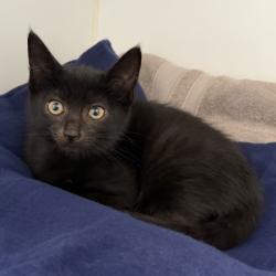 Shelter Stray Female Cat last seen Near 56th Ave, Oakland,, 1101 29th Ave, Oakland, CA 94601, USA