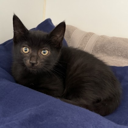 Shelter Stray Female Cat last seen Near 56th Ave, Oakland,, 1101 29th Ave, Oakland, CA 94601, USA