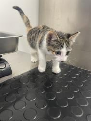 Shelter Stray Female Cat last seen Baseline Rd & Fiddyment Rd, Roseville City, CA, 200 Tahoe Ave, Roseville, CA 95678, USA